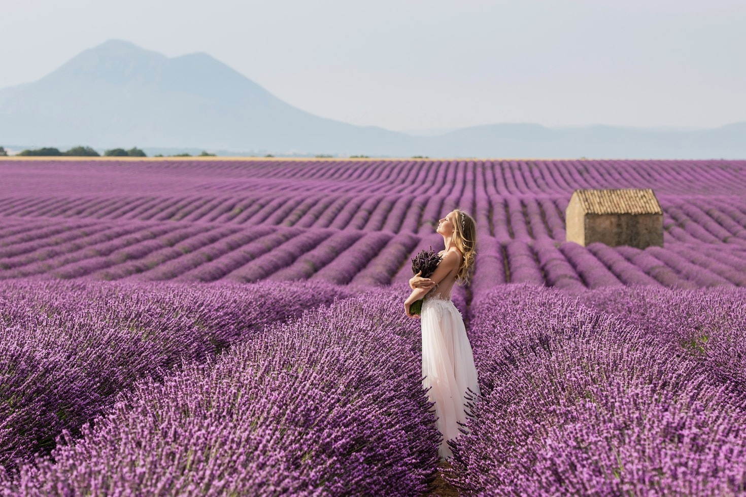 Los beneficios relajantes de la lavanda mexicana