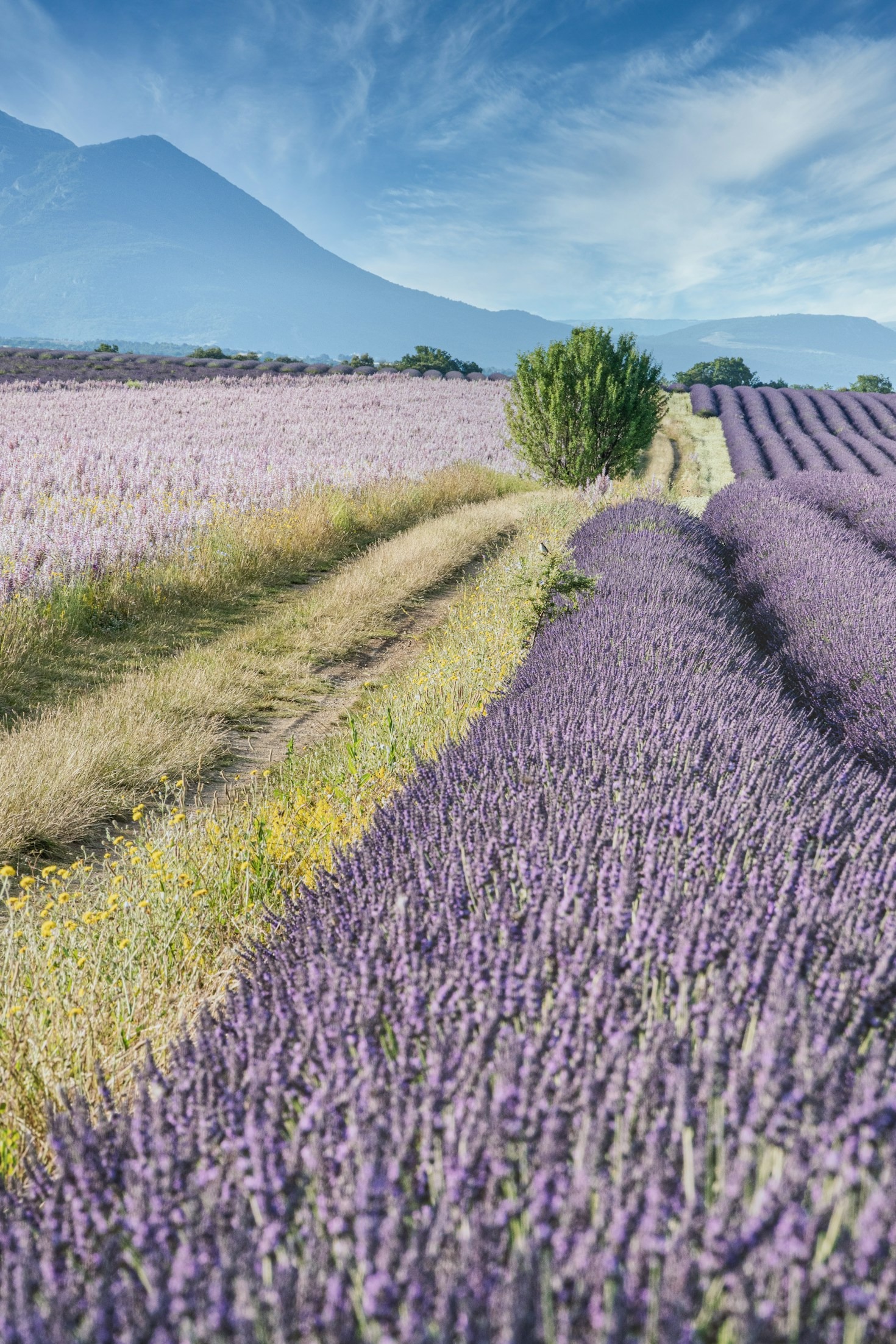 Guía para visitar campos de lavanda locales